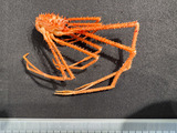 Sternostylus formosus - lateral view, author: Nozes, Claude
