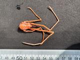 Sternostylus formosus - dorsal view, author: Claude Nozes