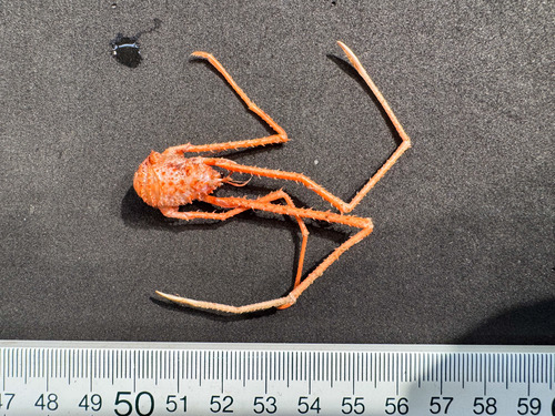 Sternostylus formosus - dorsal view