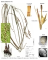 Scleria achtenii