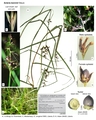 Scleria boivinii