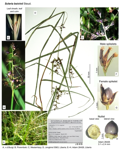 Scleria boivinii