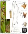 Scleria bulbifera