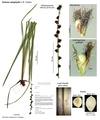 Scleria catophylla