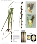 Scleria catophylla
