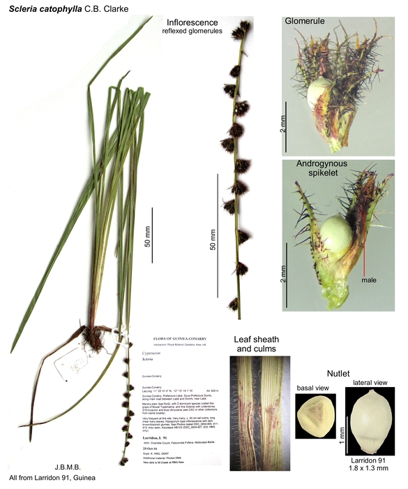 Scleria catophylla