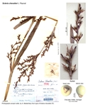 Scleria chevalieri