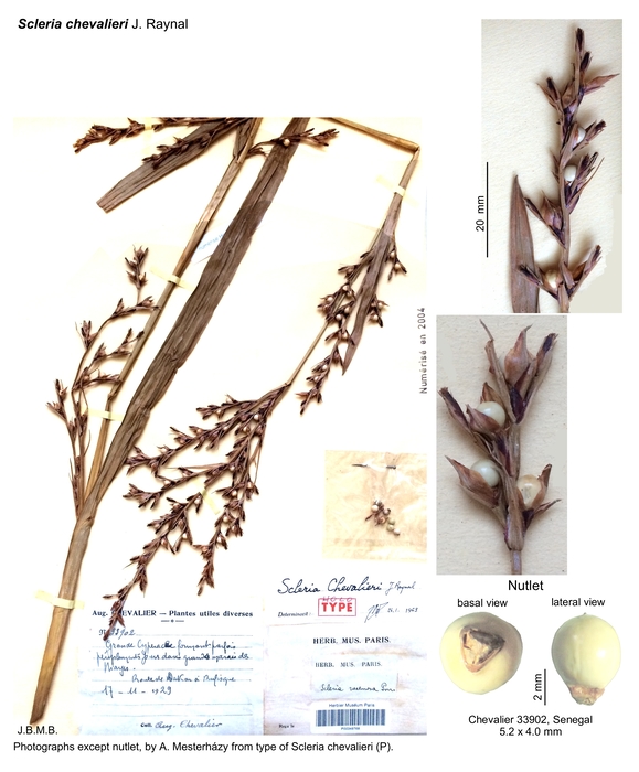 Scleria chevalieri