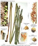 Scleria depressa