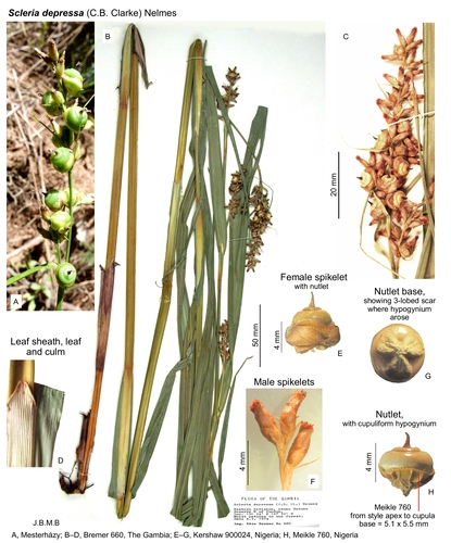 Scleria depressa