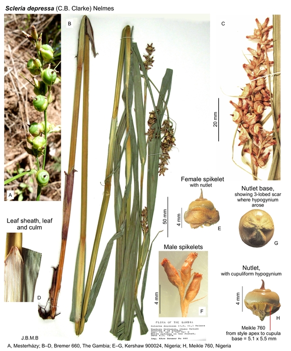 Scleria depressa