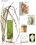 Scleria distans