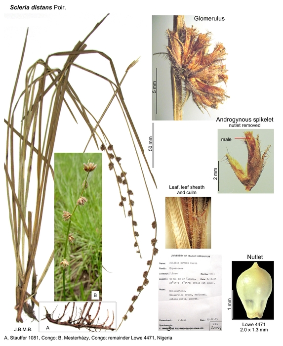 Scleria distans