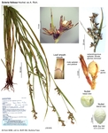 Scleria foliosa