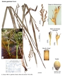 Scleria gaertneri