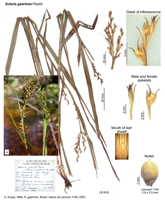 Scleria gaertneri