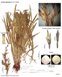 Scleria globonux