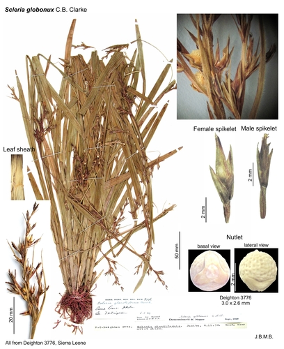 Scleria globonux