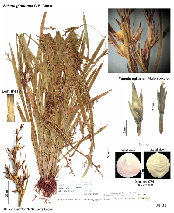 Scleria globonux