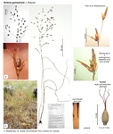 Scleria guineensis