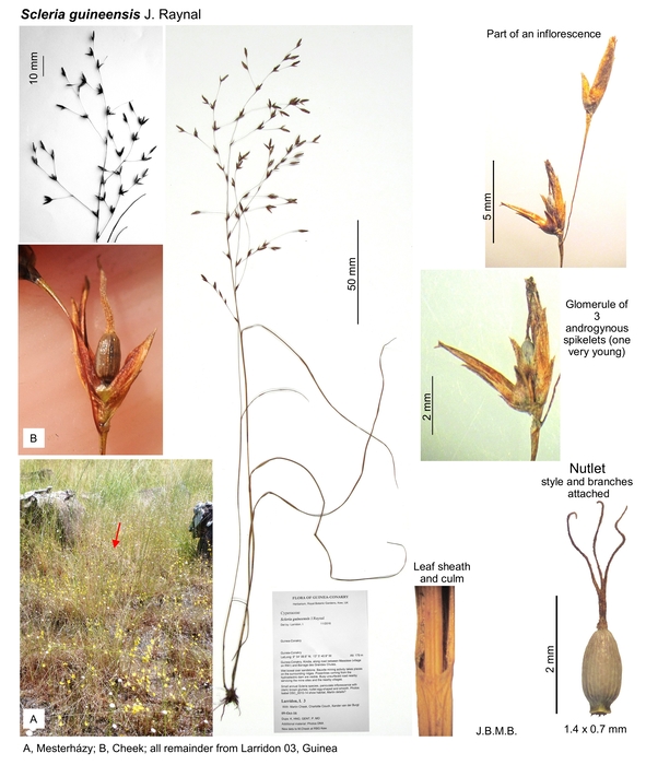 Scleria guineensis