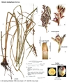 Scleria iostephana