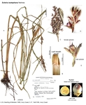 Scleria iostephana