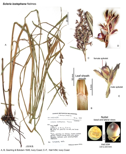 Scleria iostephana