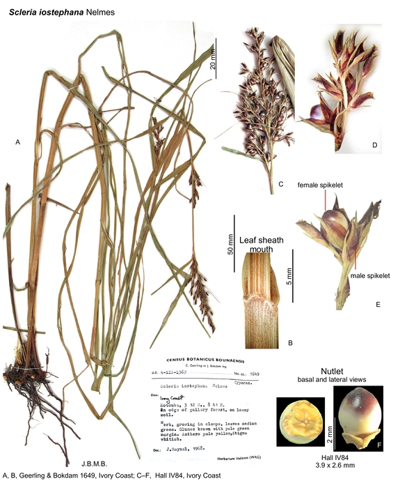 Scleria iostephana