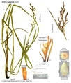 Scleria lagoensis