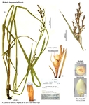 Scleria lagoensis