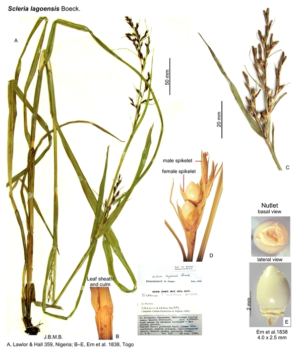 Scleria lagoensis
