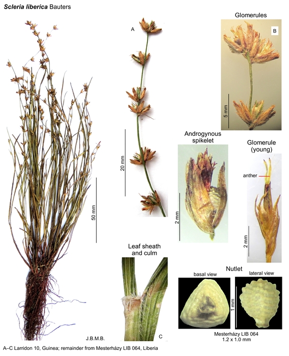 Scleria liberica