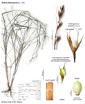Scleria lithosperma