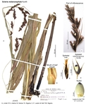 Scleria melanomphala
