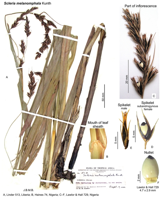 Scleria melanomphala