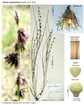 Scleria melanotricha
