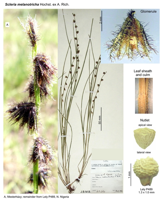 Scleria melanotricha
