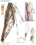 Scleria mikawana