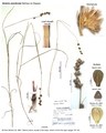 Scleria monticola