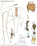 Scleria monticola