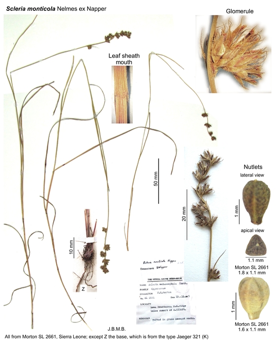 Scleria monticola