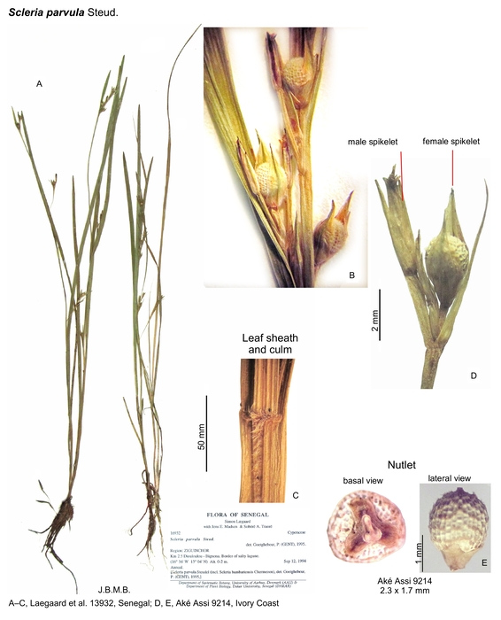 Scleria parvula