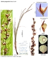 Scleria pergracilis