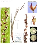 Scleria pergracilis