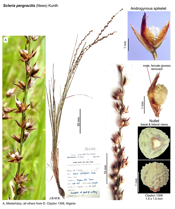 Scleria pergracilis