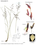 Scleria pooides