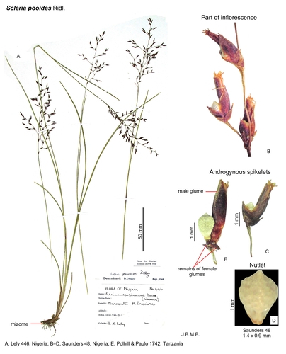 Scleria pooides