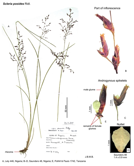Scleria pooides