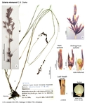 Scleria rehmannii